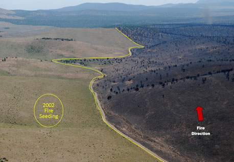 Aerial view of the Black Mountain Fire burn area next to the 2002 seeding area.