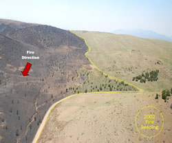 Aerial view of the Black Mountain Fire burn area stopped at the 2002 seeding area.